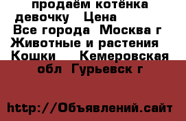 продаём котёнка девочку › Цена ­ 6 500 - Все города, Москва г. Животные и растения » Кошки   . Кемеровская обл.,Гурьевск г.